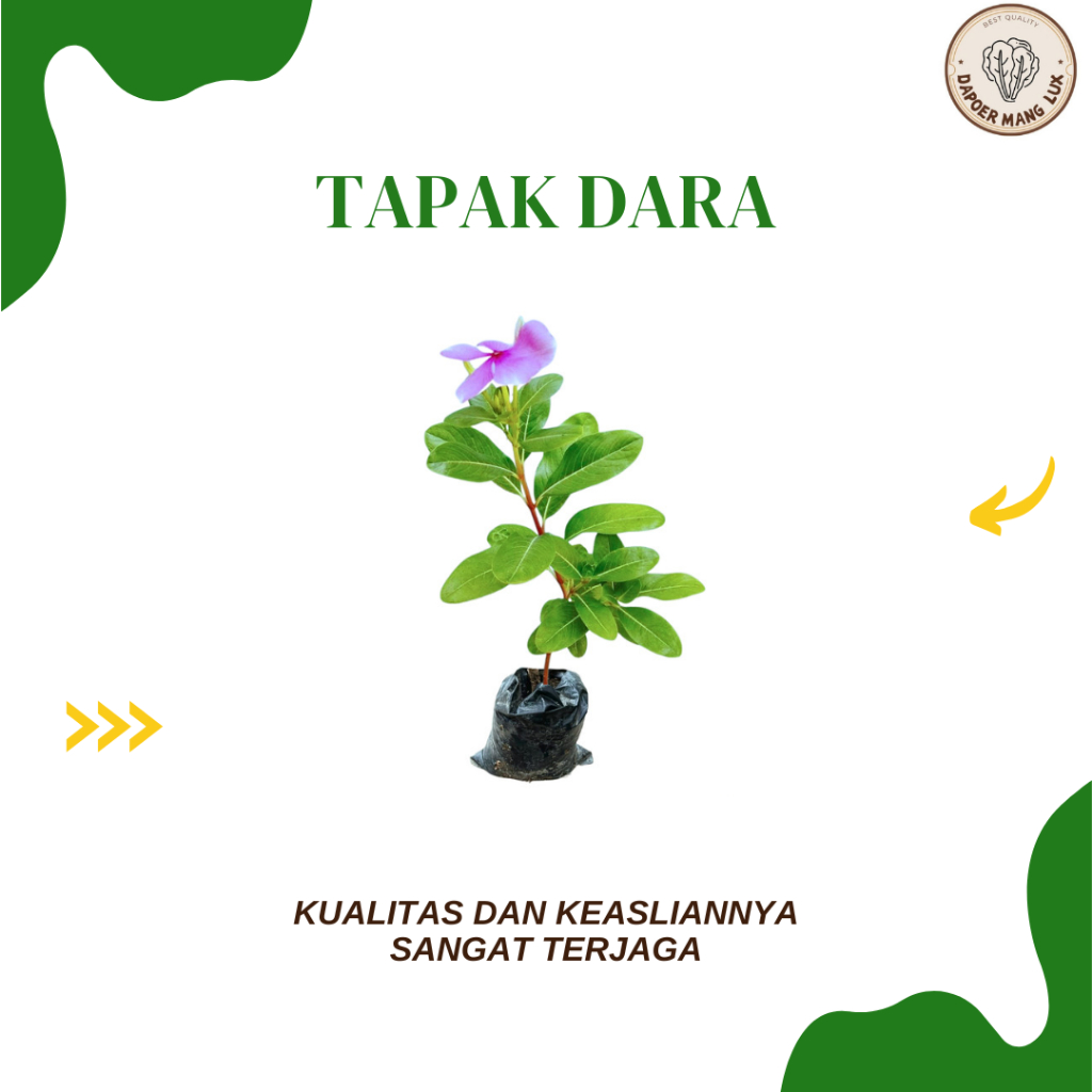 

DRIED SERBUK DAUN TAPAK DARA BEST SELLER