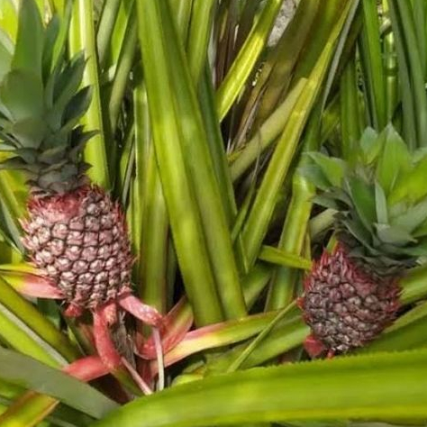 

Nanas muda 1 buah penuh khasiat