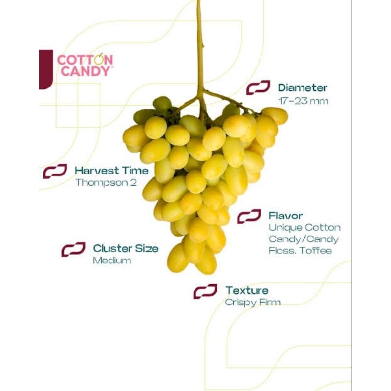 BIBIT ANGGUR COTTON CANDY SHO