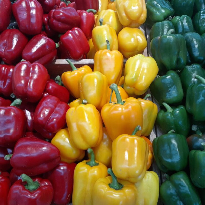 

Paprika segar satuan | Paprika Fresh Super