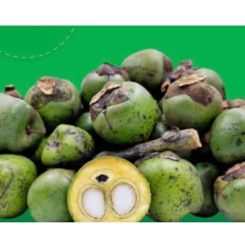 

Buah aren muda segar 500 gram petik langsung