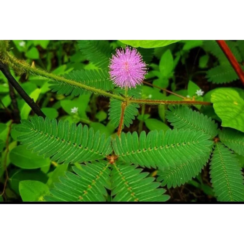 

Jual daun putri malu segar 250 gram petik langsung
