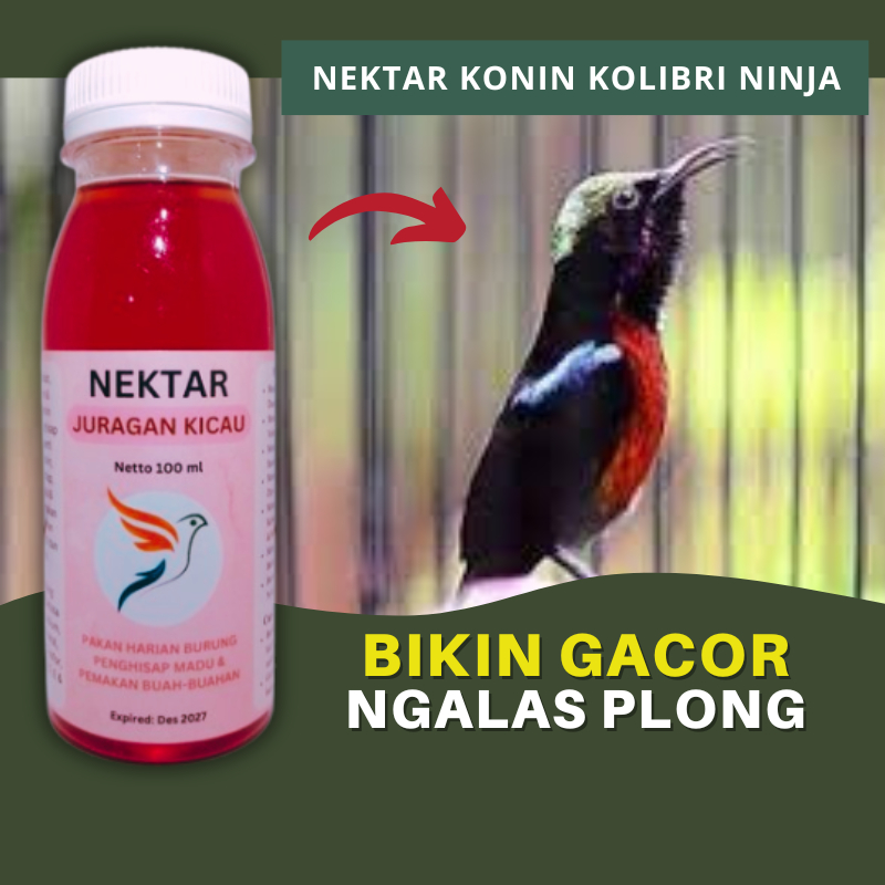 Nektar Konin Kolibri Ninja Juragan Kicau Pakan Peggacor Harian Dosis Tinggi Biar Gacor