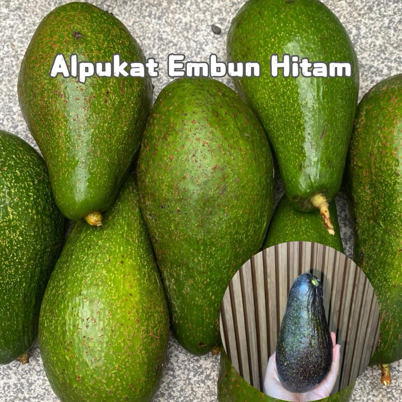 

ALPUKAT EMBUN HITAM SUPER DIJAMIN