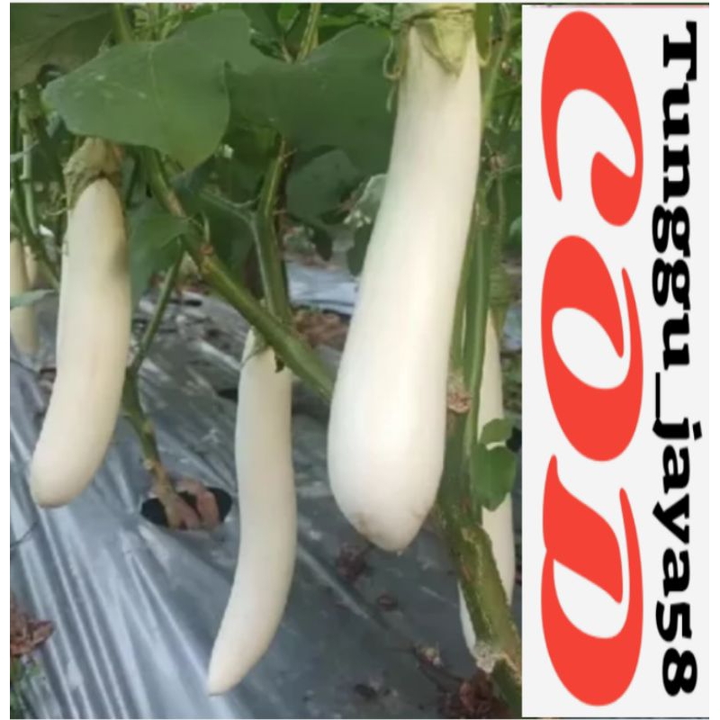 BISA COD 25 BUTIR BIJI BENIH TERONG PUTIH SUPER produktif