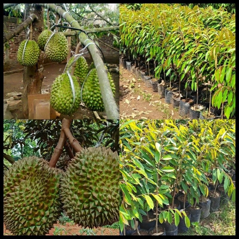BIBIT TANAMAN DURIAN BLACK THORN