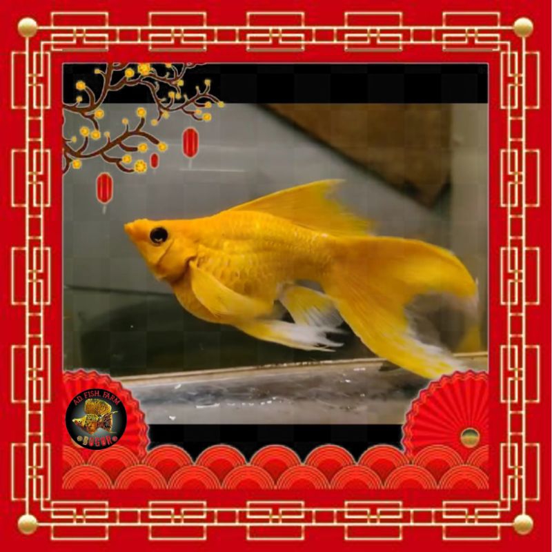 molly balon superGold veiltail hiasan aquarium cantik