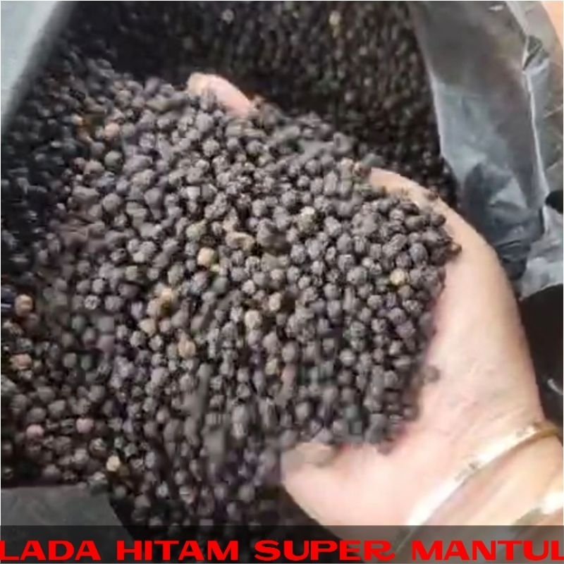 

Lada Hitam/Lada Biji/Merica Hitam/Black Pepper Utuh 1Kg