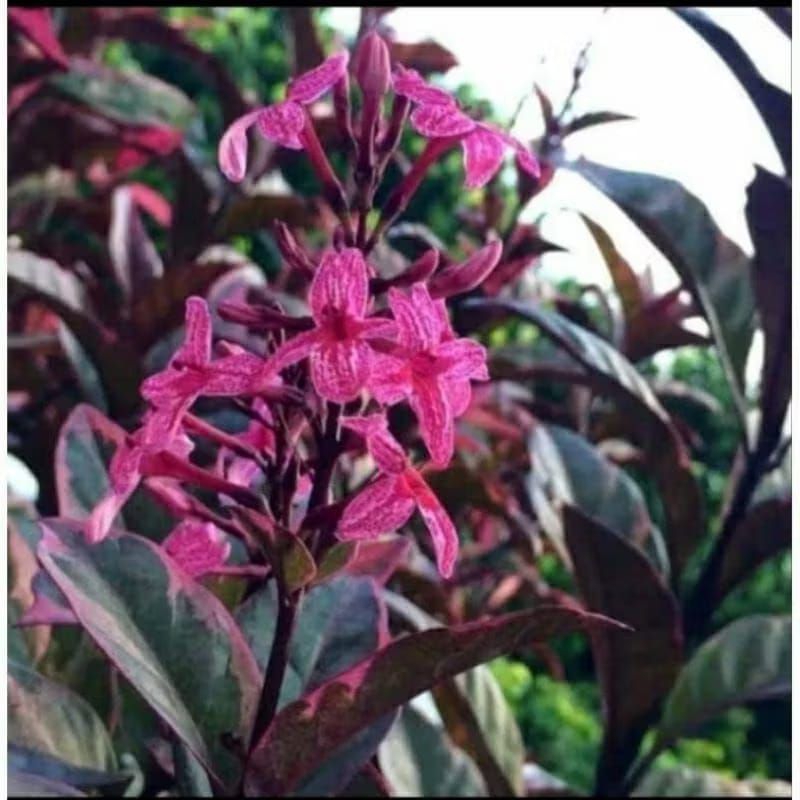 melati jepang bunga merah dewasa