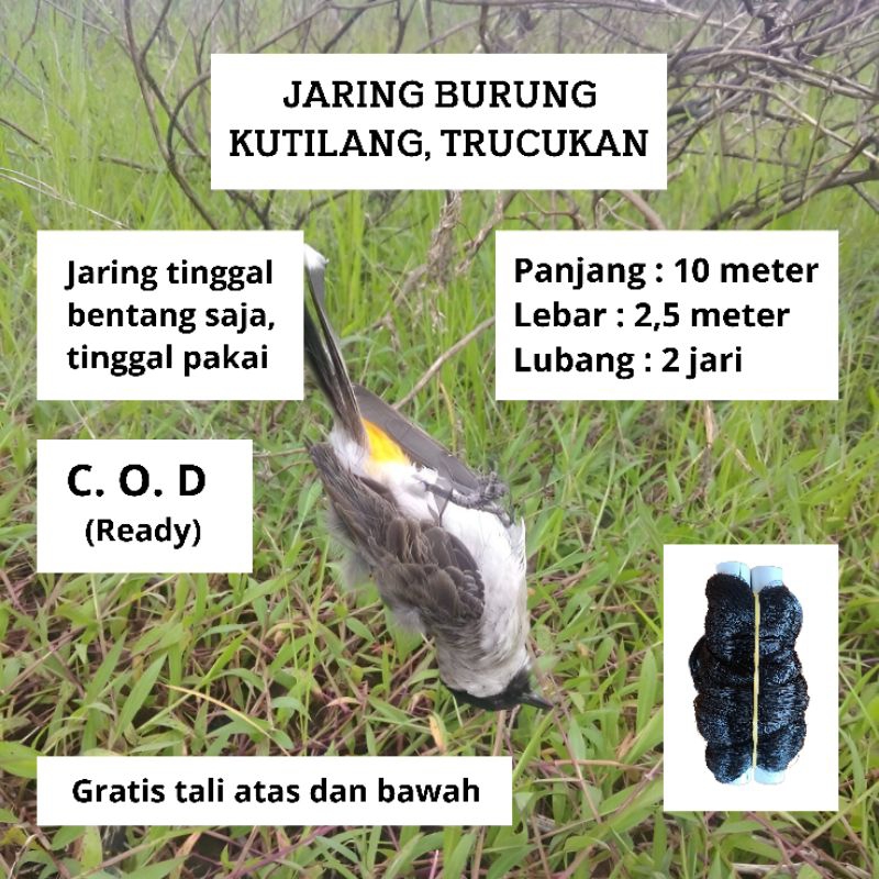 JARING BURUNG KUTILANG 10 METER JARING BURUNG KUTILANG 2 INCI WARNA HITAM JARING 2 JARI JARING BURUR