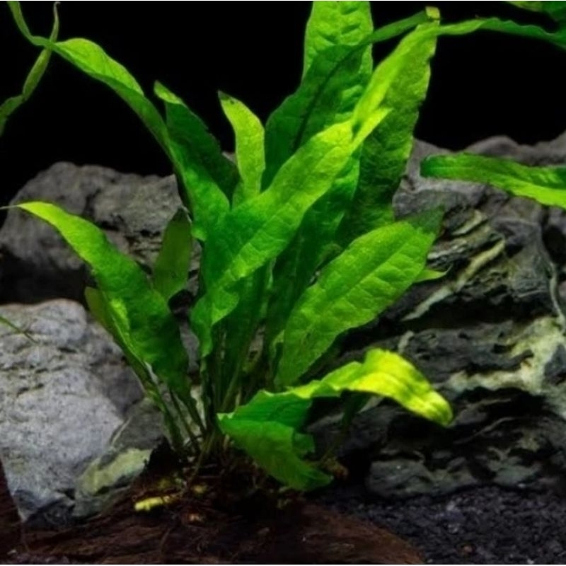 Kadaka / Java Fern - Tanaman Aquascape