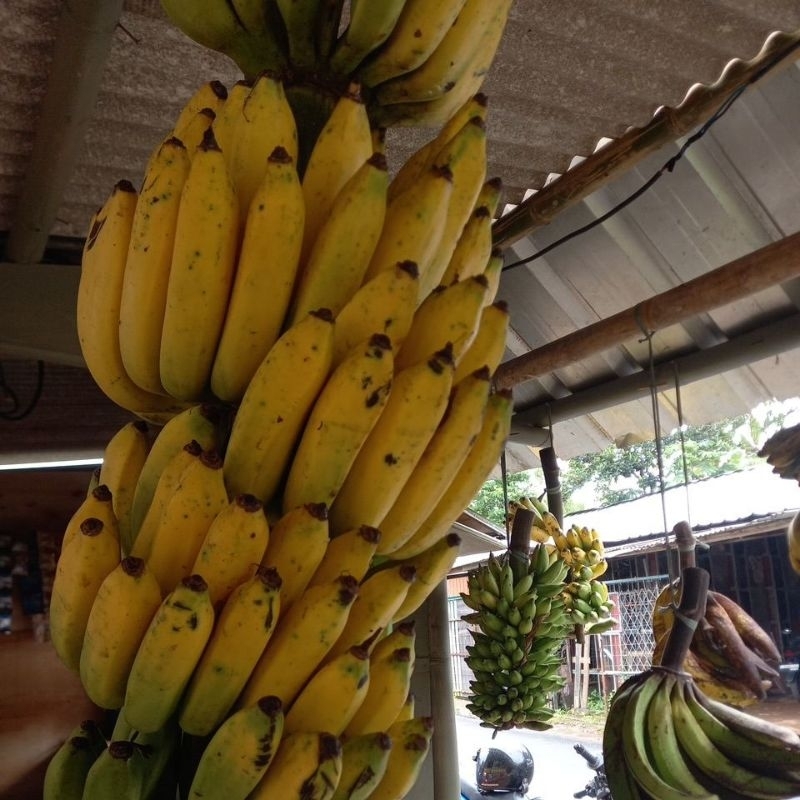 

Jual bermacam pisang