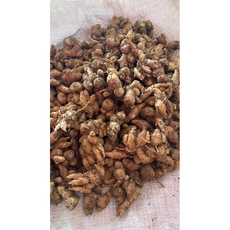 

KENCUR 10KG GRATIS 1 KG BUMBU SEBLAK PALING MURAH