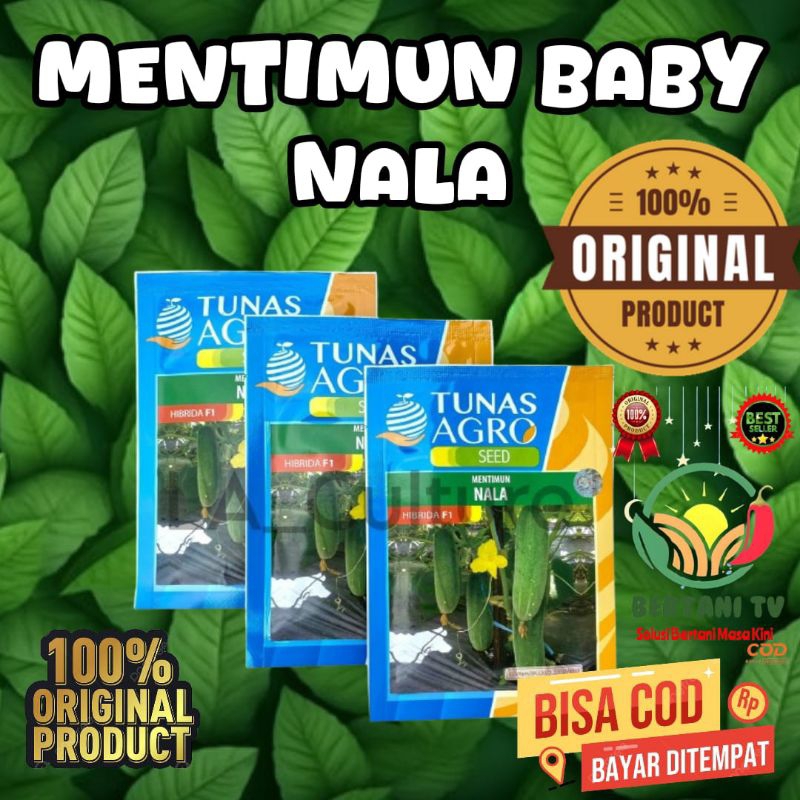 

Mentimun Nala 20 gr, merupakan mentimun kecil. Karakter timun Nala: - Buah timun nala berwarna putih kehijauan. - Panjang buah 12-14 cm - Dapat dipanen