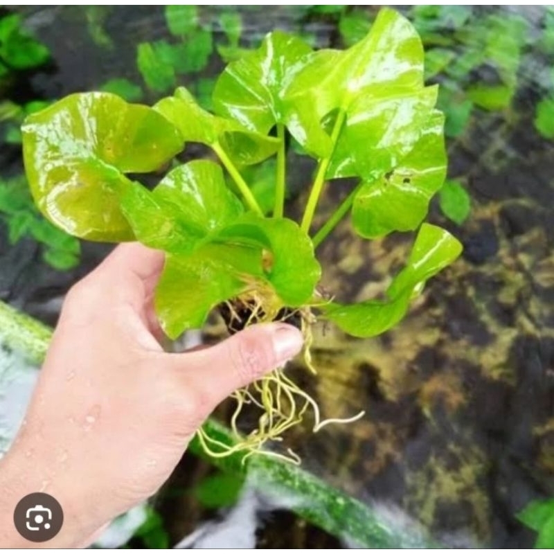 Water Lily - Tanaman Aquascape