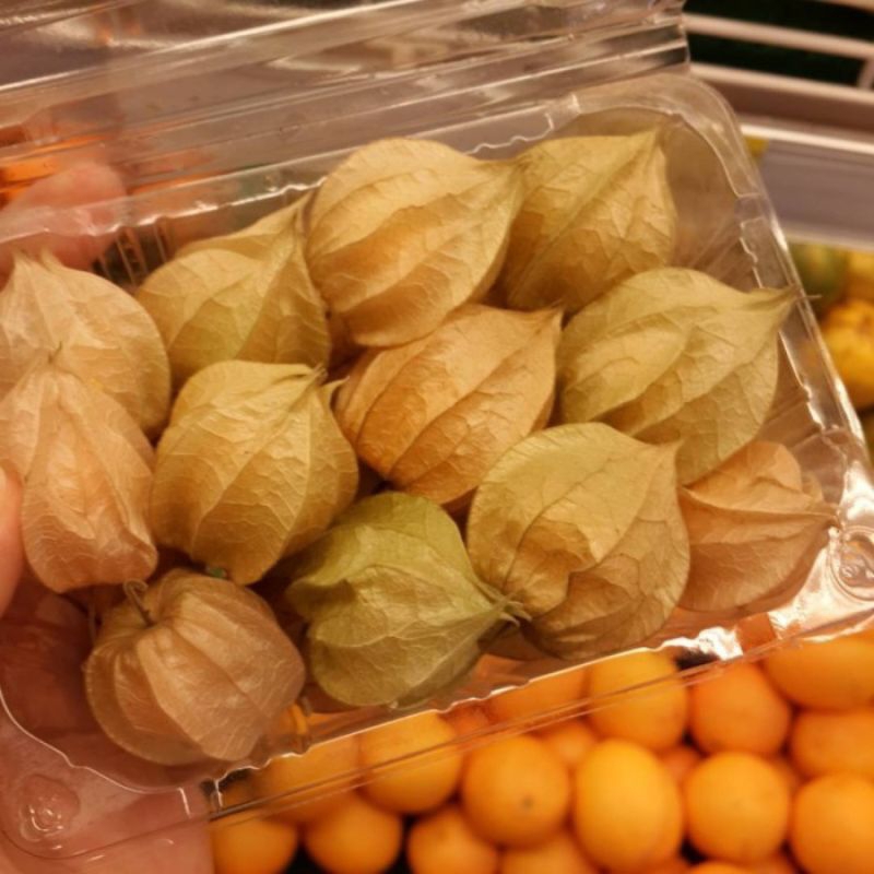 

BUAH CEPLUKAN SEGAR UNTUK KESEHATAN