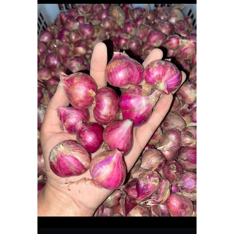 

BAWANG MERAH