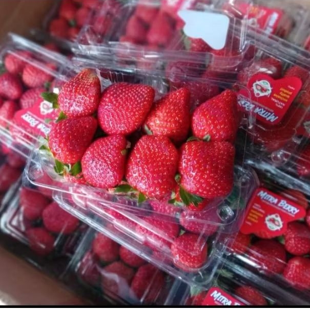 

Buah Strawberry Fresh Pack Jual Per 1 Dus/Plastik