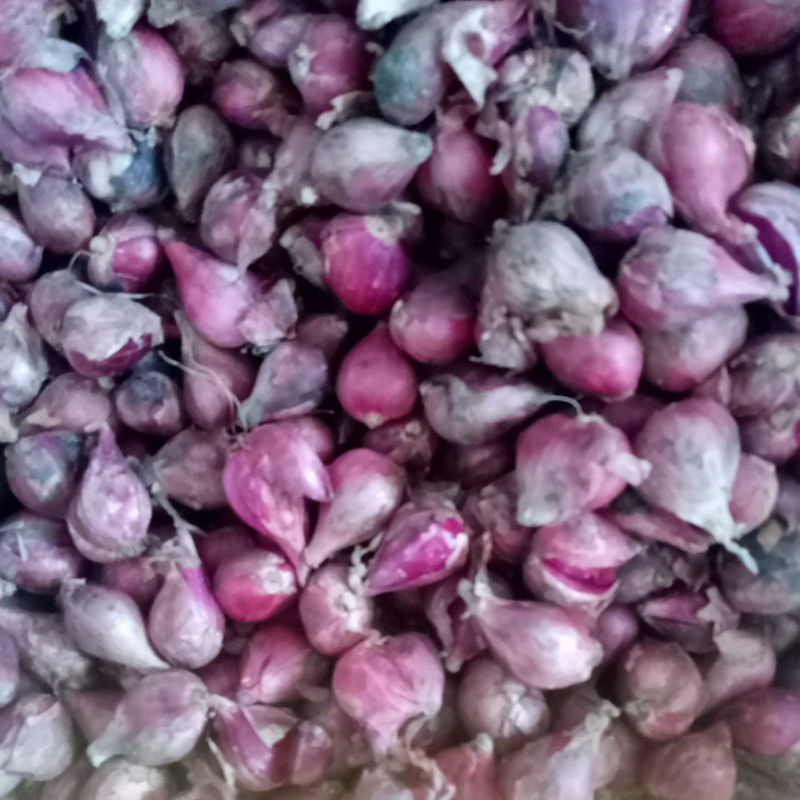 

BAWANG MERAH BREBES BESAR 1KG