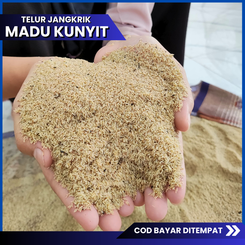 Livvicstore Telur Jangkrik Madu Kunyit Siap Tetas Kualitas Super Madu Kuning Murni Tanpa Campuran