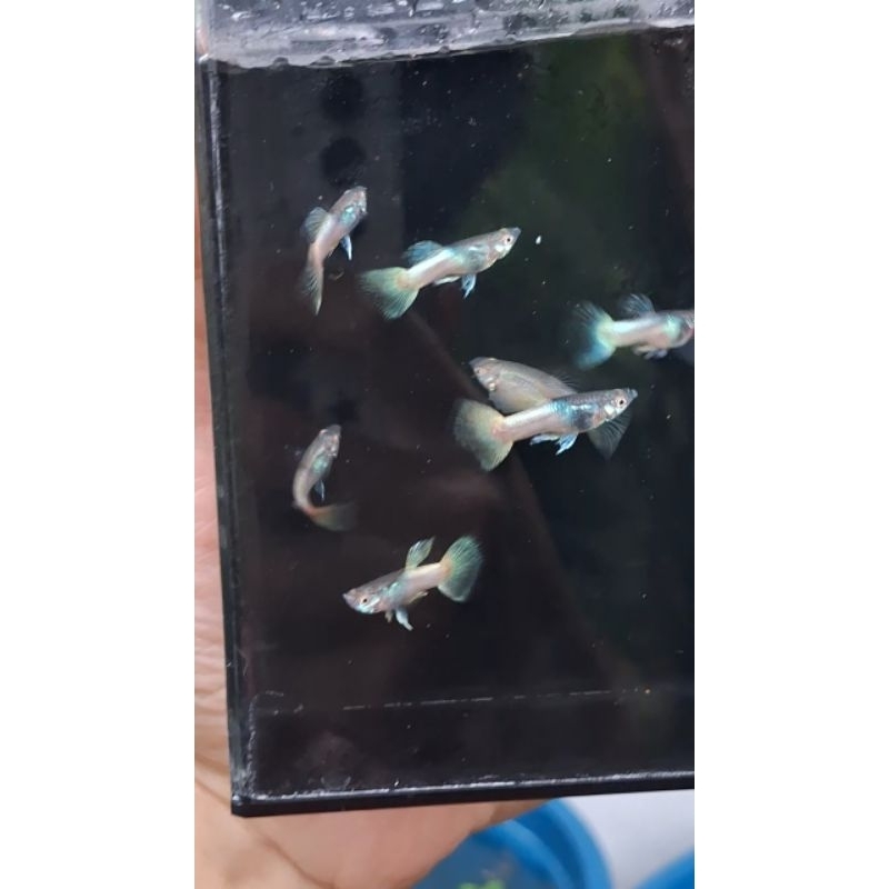 peralatan akurium (yellowpingu)