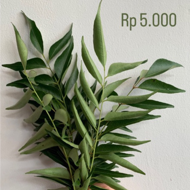 

DAUN KARI- MURAH DAN SEGAR ‼️