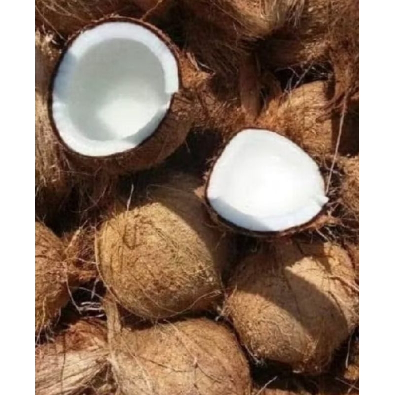 

kelapa tua kelapa untuk santan SDH d kupas perbiji 10000