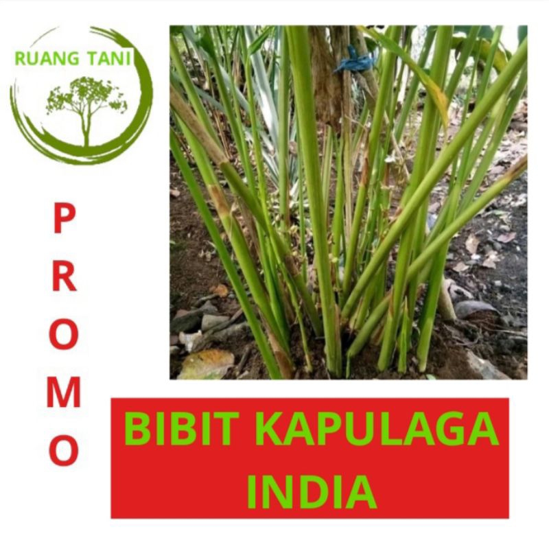 BIBIT KAPULAGA INDIA SUPER KAPULAGA HIJAU