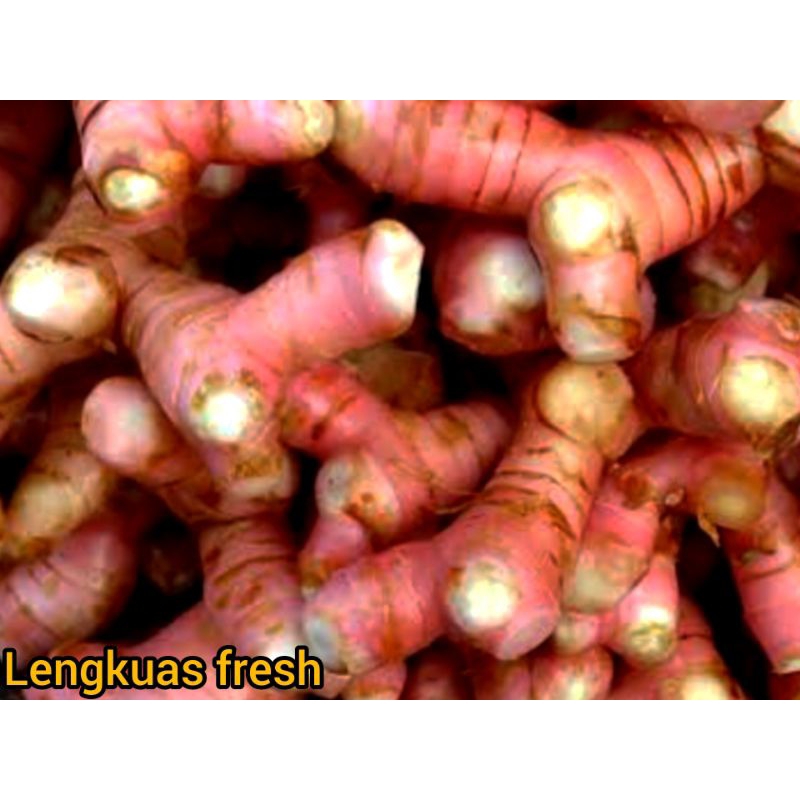 

LENGKUAS SEGAR RP 7.000 / 500 GRAM