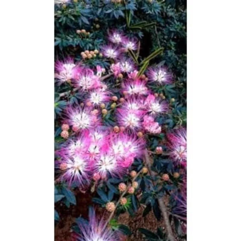 kaliandra bunga ungu ke pink kaliandra suriname sulimaraja tanaman hias vegetasi lebah