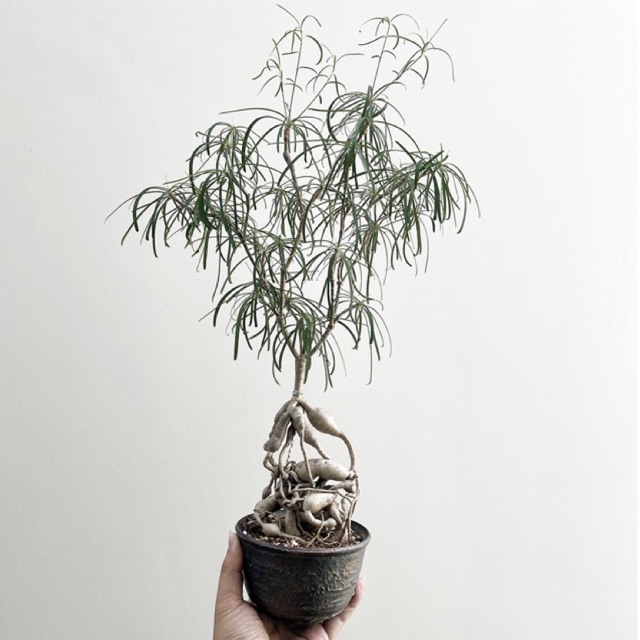 Euphorbia Hedyotoides Wild Specimen Bunga Jantan planter pot keramik tanaman hias caudex bonggol