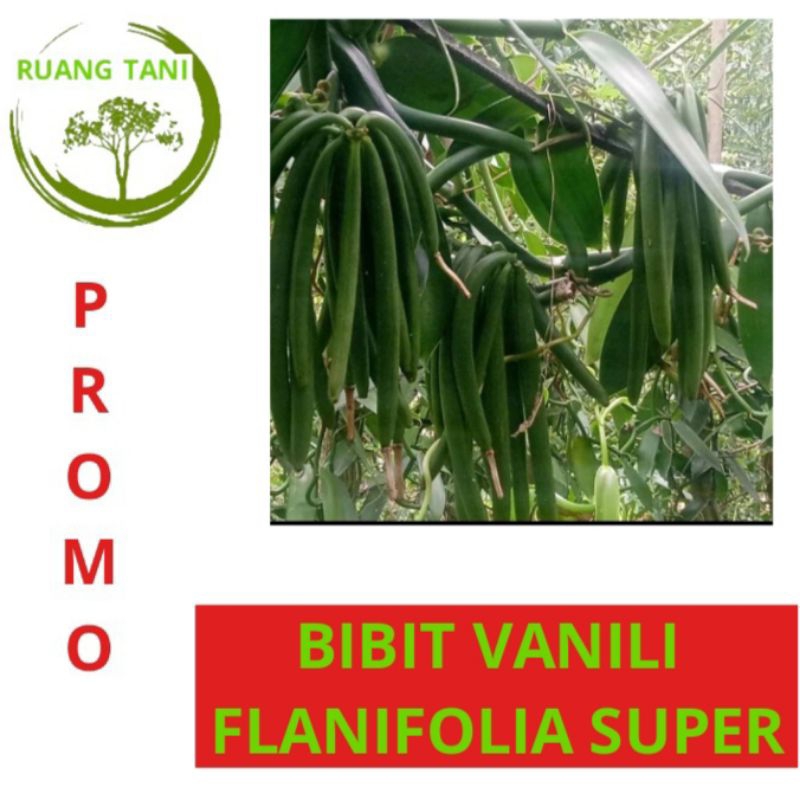 BIBIT VANILI PLANIFOLIA SUPER TERMURAH