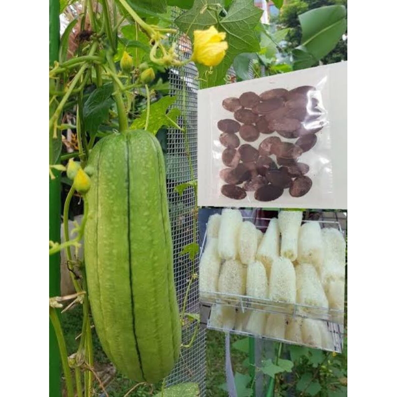 PROMO!! 50 BENIH GAMBAS OYONG LUFA BLUSTRU TAIWAN