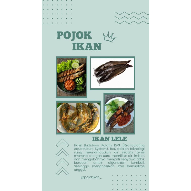 

IKAN LELE, Lele Fresh, Lele Marinasi, Lele Bakar, Lele Goreng
