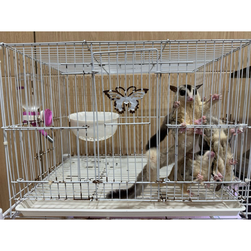 Sugar Glider Joey & Indukan White Face / Classic Grey MURMER