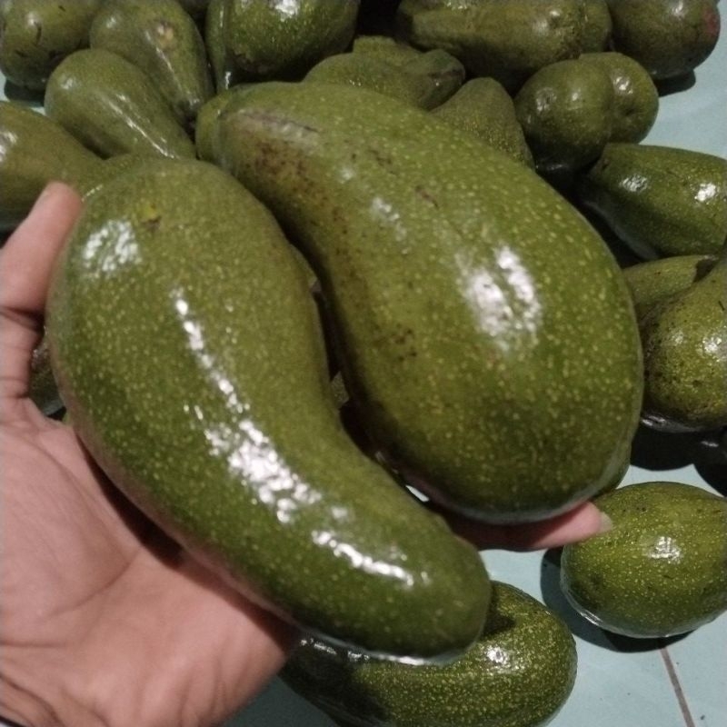 

Alpukat mentega 1kg 3-7