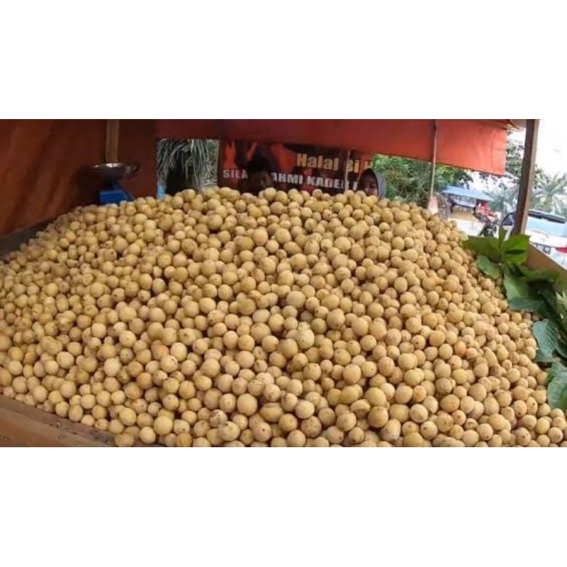 Langsat punggur pontianak manis 1kg/ buah langsat pontianak punggur manis 1kg