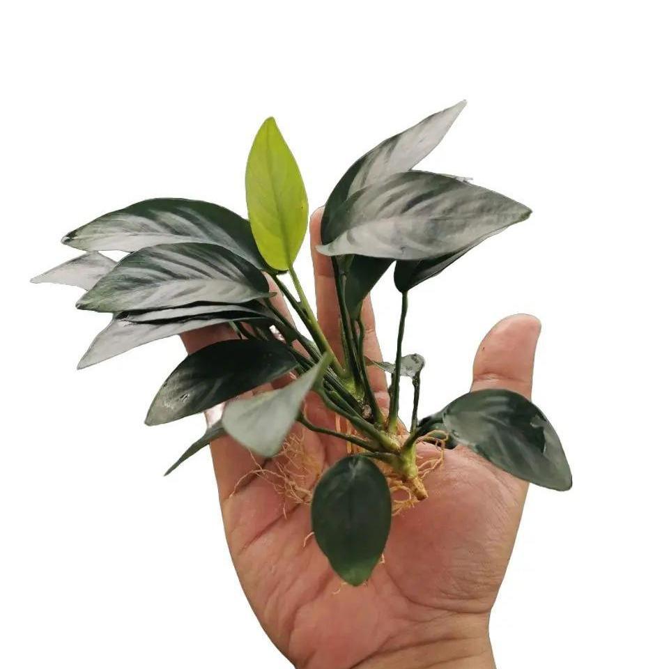 ANUBIAS NANA SIZE L (FULL AIR)