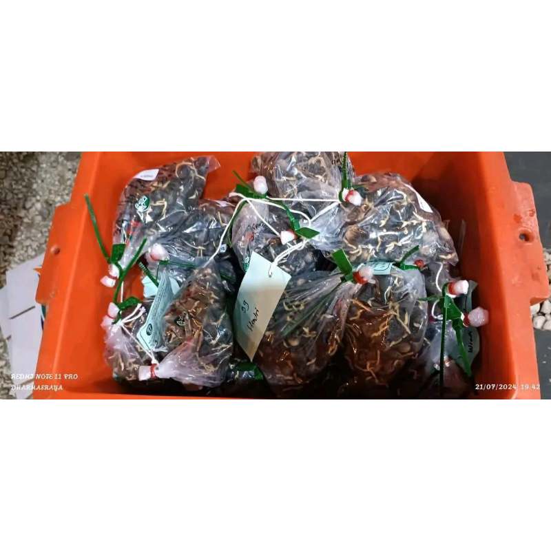 BIBIT POLONG KECAMBAH SAWIT SIMALUNGUN UNGGUL