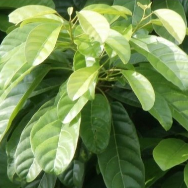 

Daun hantap atau daun antap(Sterculia coccinea Jack.)