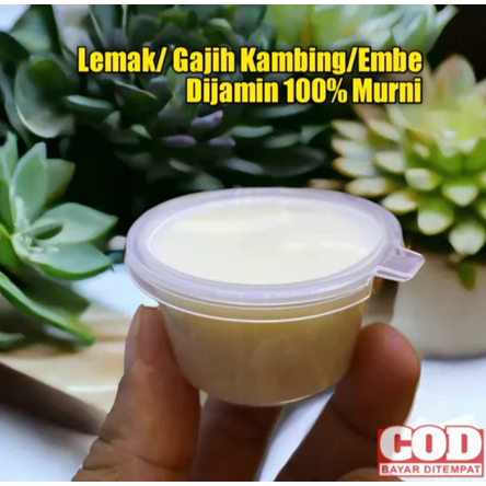 Lemak Kambing/Gajih Embe Murni Untuk Campuran Umpan