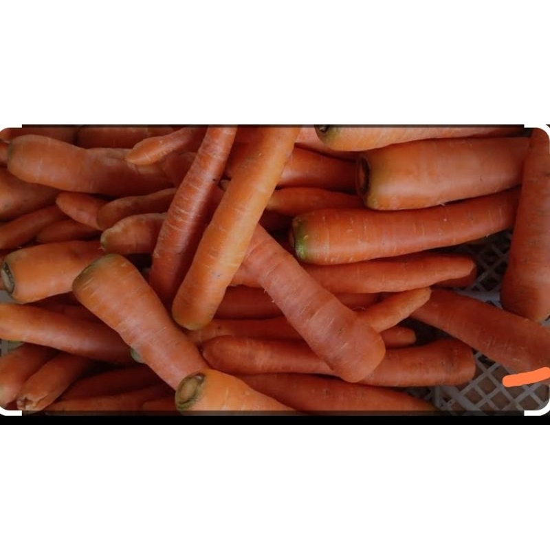 

WORTEL IMPORT BRASTAGI