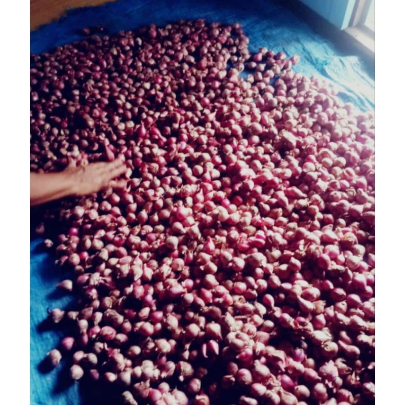 

bawang merah jumbo sangat kering 1kg