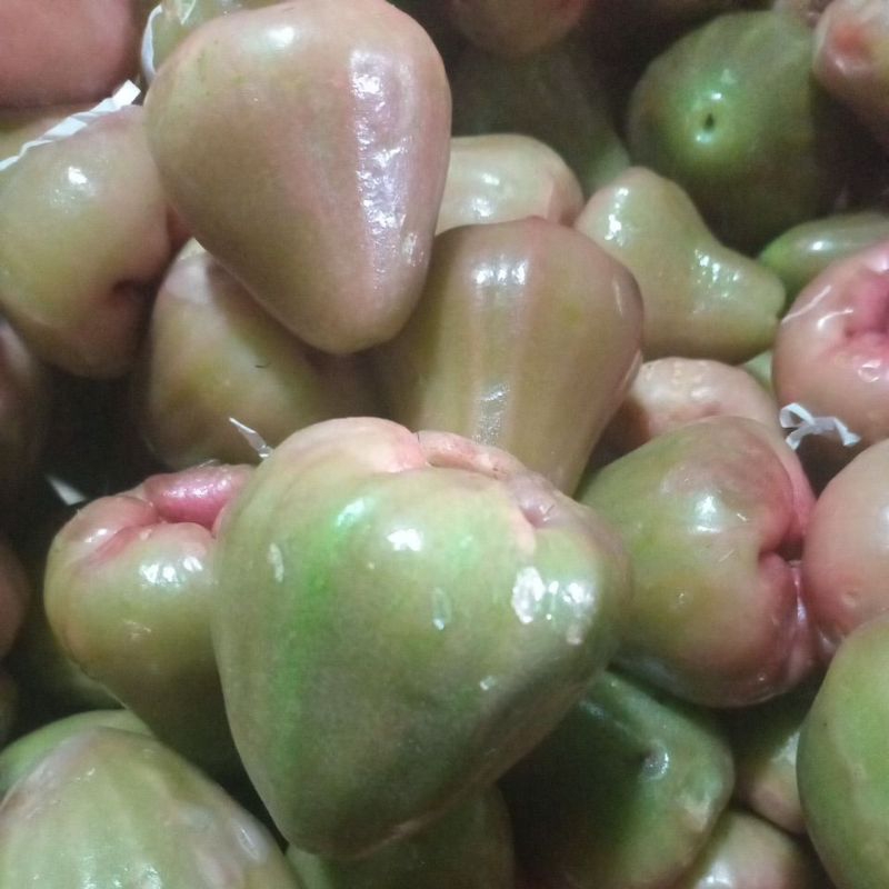 

Jambu air lokal (500g)