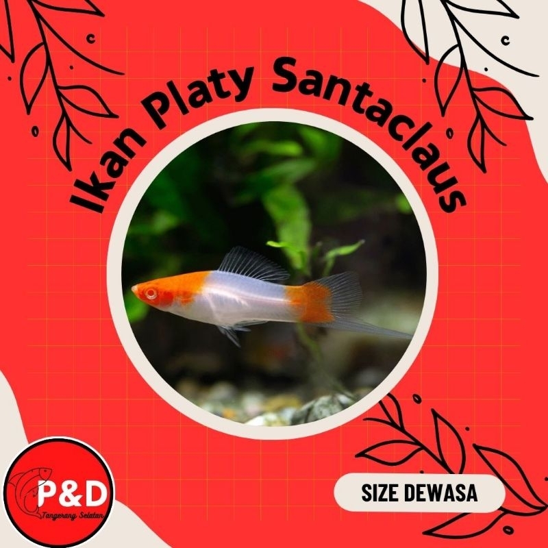 Ikan Platy Santaclause | Platy Santa Clause