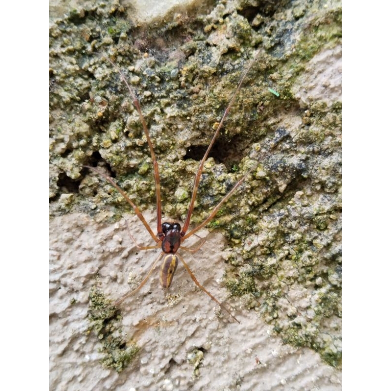 laba laba sungai hidup