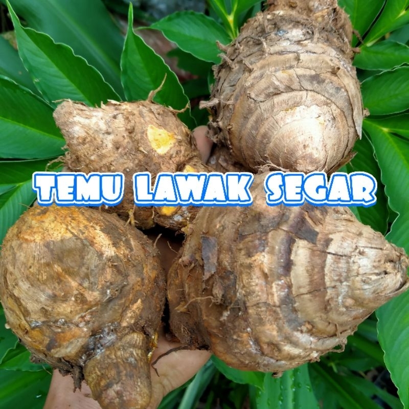

temu lawak super 1 kg