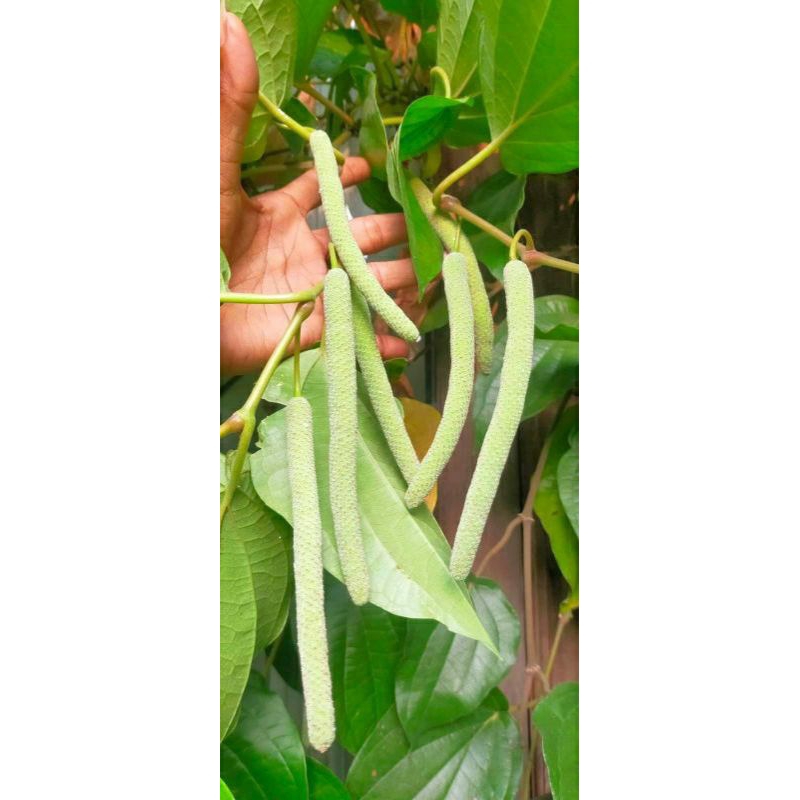 

Buah Sirih { 200 Gram } Campur