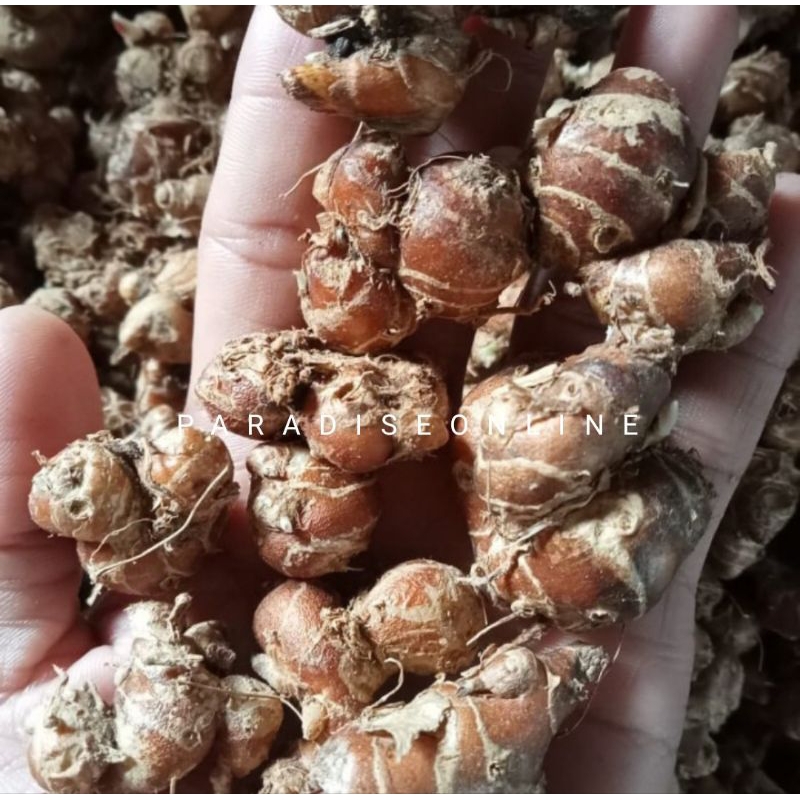 

kencur segar 100gram