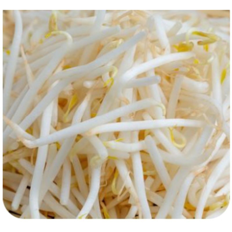 

Tauge/Kecambah Fresh - 500gram